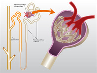 Aufbau eines Nierenkörperchens