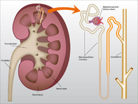 Die Niere und ihre Funktion