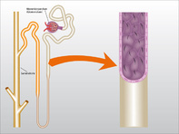 Nierenkanälchen und Zilien